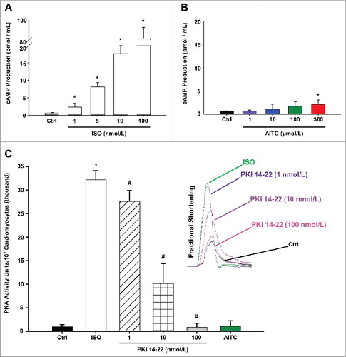 Figure 5. TRPA1 stimulation does not signal through the cAMP/Protein Kinase A (PKA) pathway in CMs. Summarized data demonstrating the effects of ISO (1–100 nmol/L) and AITC (1–300 µmol/L) on cAMP production in CMs obtained from WT mice are depicted in panels A and B, respectively. Results are expressed as total cAMP production (pmol/mL; n = CMs isolated from 5 separate hearts repeated in triplicate). Summarized data demonstrating the effects of AITC (100 µmol/L) or ISO (10 nmol/L) in the presence or absence of PKA inhibitor, PKI 14–22 (1–100 nmol/L), on PKA activity is shown in panel C (n = CMs isolated from 3 separate hearts repeated in triplicate). The dose-dependent effects of PKI 14–22 treatment following isoproterenol-induced increases in contractile function are shown in the subfigure on the right side of panel C (n = 6 CMs from 3 hearts). * P < 0.05 compared with untreated control value. # P < 0.05 compared with isoproterenol-treated CMs.