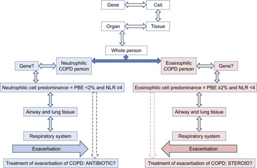 Figure 3 A treatment approach for chronic obstructive pulmonary diseases with respect to endotypes.