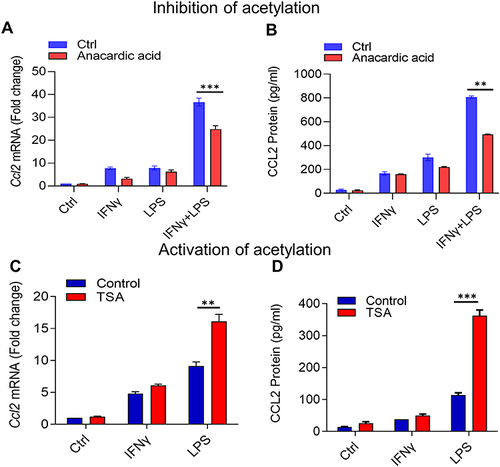 Figure 4 Histone acetyltransferases (HATs) and histone deacetylases (HDACs) regulate synergy between IFN-γ and LPS for the CCL2 production. THP-1 monocytic cells were treated with anacardic acid (HATs inhibitor; 50 μM) overnight or with TSA (HDACs inhibitor; 25 nM) for 6 h, followed by treatments with IFN-γ (10 ng/mL) and/or LPS (10 ng/mL) for 24h, and the treatment with vehicle alone served as control. Ccl2 mRNA expression was determined by real-time RT-PCR and target gene expression were normalized to GAPDH expression. Relative changes in Ccl2 gene expression were calculated using 2−ΔΔCT method and expressed as fold change over its expression in control (vehicle treatment). CCL2 secreted protein expression was detected by ELISA as described in materials and methods. All data were expressed as mean ± SEM values (n = 3) and group means between two data sets were compared using Student’s t-test. All p-values < 0.05 were considered significant (**p<0.01, ***p<0.001). The data show the reduced expression of CCL2 (A) mRNA (***p<0.001) and (B) secreted protein (**p<0.01) in the cells that were treated with HAT-inhibitor anacardic acid before co-stimulation with IFN-γ and LPS as compared to similarly stimulated cells that were not pre-treated with anacardic acid. Interestingly, increased expression of CCL2 (C) mRNA (**p<0.01) and (D) secreted protein (***p<0.001) were observed in the cells that were treated with HDAC-inhibitor TSA before stimulation with LPS only as compared to similarly stimulated cells that were not pre-treated with TSA, suggesting that TSA priming could mimic effect of and substitute for IFN-γ in cooperativity with LPS.