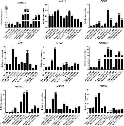 Figure 5. Expression profiles of disease-resistance-responsive genes in wild type (WT), empty vector, MdWRKY75d, and MdWRKY75e tobacco leaves 0, 24, and 48 h after B. cinerea infection treatment.