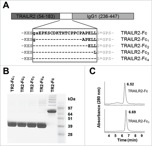 Figure 2. Expression, purification and characterization of TRAILR2-Fc variants. (A) Design of fusion protein variants. Gray sequence represents the boundaries of TRAILR2 and IgG1 sequence that were common to all constructs. The region of sequence that varied between constructs is shown in black and was derived from the hinge and N-terminal region of the CH2 domain. Lower case sequences were additional residues in TRAILR2-Fc and TRAILR2-Fc1 that resulted from the cloning procedure. An asterisk marks the anticipated IdeS cleavage site. (B) Non-reducing SDS-PAGE analysis of purified TRAILR2-Fc (TR2-Fc) variants; lanes 1–4 = TRAILR2-Fc1-Fc4 respectively and lane 5 = TRAILR2-Fc. (C) SEC analysis of purified TRAILR2-Fc and TRAILR2-Fc3 fusion proteins showing near identical retention times. Remaining constructs had similar chromatographic profiles and retention times.