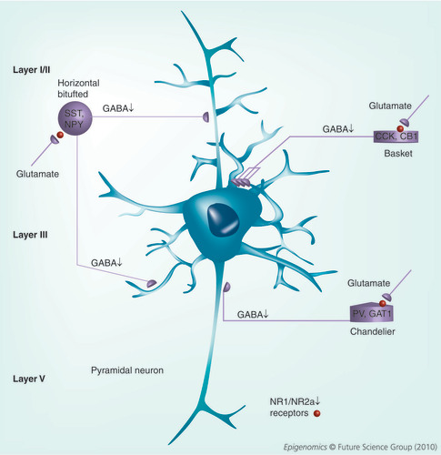 Figure 1. Phenotypically distinct neurons reside in different cortical layers.GABAergic interneurons function to modulate the output of pyramidal and other neurons. We propose that reduced expression of glutamate decarboxylase 1 and other GABAergic markers (SST, NPY, CCK, CB1, PV, GAT1 and reelin) along with reduced levels of NR1 and NR2A (shown by a sphere) containing glutamate receptors contributes to reduced GABA release (shown by a down arrow). This GABA hypofunction causes decreased pyramidal neuron synchronization. The model proposes that the reduced signaling at NMDA-selective glutamate receptors present on GABAergic interneurons causes the glutmatergic hypofunction, which then facilitates reduced GABA release onto the main output neurons (pyramidal neurons).CB: Calbindin; CCK: Cholecystokinin; GAT: GABA transporter; NPY: Neuropeptide Y; NR: NMDA receptor; PV: Parvalbumin; SST: Somatostatin.