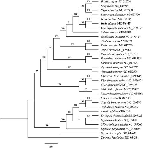 Figure 1. The maximum-likelihood (ML) phylogenetic tree based on 31 complete chloroplast genomes (only one IR region) of Brassicaceae (Tarenaya hassleriana was chosen as outgroup). ‘*’ indicates ephemeral plants. The number above branches indicated the value of bootstrap values.