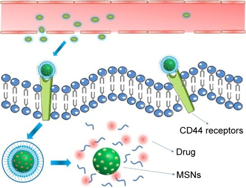Figure 1 Schematic illustration of cellular uptake through a CD44 receptor-mediated interaction of DOX@HA-PL-MSNs and the responsive intracellular storm release of DOX.Abbreviations: DOX, doxorubicin; HA, hyaluronic acid-functionalized; MSN, mesoporous silica nanoparticle; PL, pH stimuli-responsive lipid membrane.