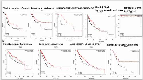 Figure 8. High NSUN6 expression confers survival benefit to other cancers.