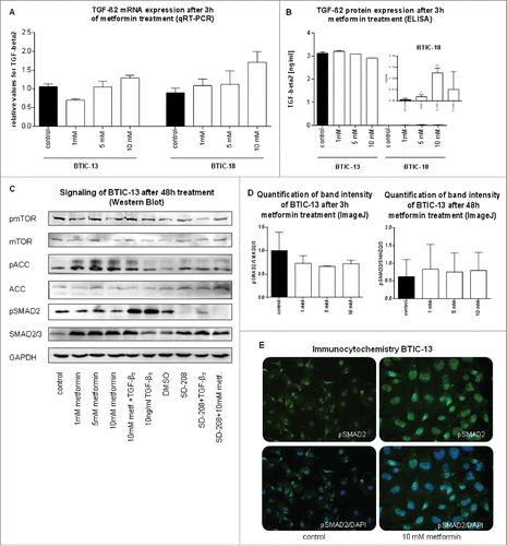 Figure 5. Direct effects of metformin on TGF-β2 mRNA levels, extracellular protein expression and SMAD-signaling. (A) TGF-β2 mRNA expression after 3 h of metformin treatment as observed by qRT-PCR. TGF-β2-levels were normalized to those of the medium control. (B) TGF-β2 protein expression after 3 h of metformin treatment as determined by ELISA. Overall, the protein expression of TGF-β2 was much higher in BTIC-13 than BTIC-18. Therefore, the slight increase in TGF-β2 protein level after treatment of BTIC-18 with 5 mM metformin might be due to very low base line levels. (C) Western blot of metformin and TGF-β2 -signaling of BTIC-13 after 48 h of treatment. Pellets from cell counts were employed for Western blotting. (D) Quantification of Western blot band intensity of BTIC-13 after 3 h and 48 h of metformin treatment using ImageJ. (E) Immunocytochemistry of BTIC-13 did not detect a change in pSMAD2 expression despite metformin-induced changes in morphology.