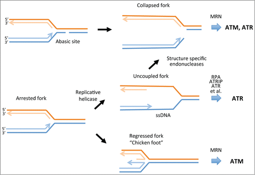 Figure 1. Fate of DNA replication forks in response to DNA damage or replication stress. Some forms of DNA damage such as abasic sites that may arise through the action of ROS can directly cause replication fork collapse. Such events trigger the activation of ATM or ATR, depending on the processing of the end by the MRE11/RAD50/NBS1 (MRN) complex or other DNA damage response proteins that may be recruited to the collapsed fork. Uncoupling of polymerase and helicase complexes at arrested forks can lead to the formation of stretches of ssDNA. These become coated with RPA, which then recruits ATRIP and ATR and a number of other proteins to activate the ATR-CHK1 protein kinase cascade. If ssDNA is insufficiently protected by RPA, structure-specific endonucleases such as MUS81 can cleave ssDNA to collapse the fork. Arrested forks may also undergo regression to produce the so-called chicken foot structure. This response potentially enables replication complexes to bypass DNA lesions or difficult to replicate regions. This structure also produces a substrate for the 3′–5′ exonuclease activity of MRE11 that can activate ATM. Regressed forks can also be resolved by a number of other pathways that generate DSBs or ssDNA to restart DNA synthesis. ATM, ataxia telangiectasia-mutated; ATR, ATM and Rad3 related; CHK1, checkpoint kinase 1; DSBs, DNA double-strand breaks; ROS, reactive oxygen species; RPA, replication protein A; ssDNA, single-stranded DNA.