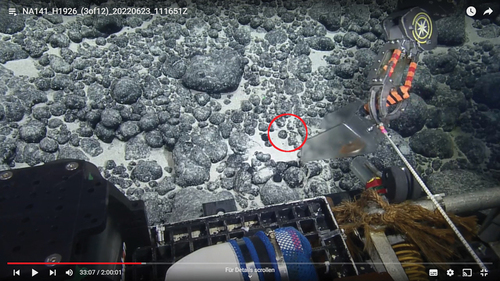 Figure 1. Screenshot from the documentation video of the (ROV) Hercules at a depth of 3090 m on an unnamed seamount located ~350 km southeast of Johnston Atoll (dive H1926, 14.11332°N, 167.39357°W, 23 June 2022) showing the site with the Otodus megalodon tooth.