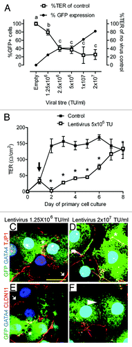 Figure 2. Effect of lentivirus administration on inter-Sertoli cell tight junction. (A) Transepithelial electrical resistance (%TER of control monolayers, white boxes) taken 48 h after Sertoli cell transduction with between 1.25 × 106 and 2 × 107 TU/ml. GFP reporter fluorescence was determined by flow cytometry (% GFP+ cells, flow cytometry, black circles). Increased lentivirus addition (and increased %GFP+ cells) is associated with loss of TER. TER data are mean, ± SD, n = 3, letters denote significant difference p < 0.01. (B) Daily TER of control (black boxes) and lentivirus transduced cells (5 x 106 TU/ml, white boxes) over 8 d culture period. Black arrow indicates lentivirus addition 24 h after primary cell isolation. TER data are mean, ± SD, n = 3, * p < 0.01 between control and transduced cells. (C–F) Co-localization of endogenous reporter gene expression (GFP, green), Gata4 (blue) and tight junction protein (red); (C and D) Tjp1 and (E and F) Cldn11 with 1.25 × 106 or 2 × 107 TU/ml. White arrow indicates TJ co-localization between non-transduced cells, *indicates TJ localization between transduced (GFP) cells, and white arrowhead in (F) indicates reduced Cldn11 localization between adjacent transduced cells after high viral titer addition. Scale bar = 20 μm.