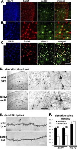 Fig 5 Dendritic spine density in cortical pyramidal neurons is reduced in Satb1-null mice. To determine whether Satb1-expressing neurons are excitatory or inhibitory cells in the cerebral cortex, Gad67 (A and B) for inhibitory and vGlut2 (C) for excitatory markers were used for double immunostaining. In layers 4/5 in the cortex, Gad67-positive cells (9% of DAPI+ cells) were almost all Satb1-positive cells (A and B), and 60% of Satb1-positive cells (51% of DAPI+ cells) were also vGlut2 positive (C). Scale bar, 225 μm (A), 50 μm (B), or 150 μm (C). (D) Representative images of Golgi-Cox-stained morphology in the cerebral cortex (Cx) in wild-type and Satb1-null mice. Dendrite complexity is not significantly altered between wild-type and Satb1-null neurons (Sholl analysis; data not shown). Scale bar, 1,000, 500, or 50 μm (left to right, respectively). (E) Representative images of Golgi-stained dendrites from cerebral cortex-pyramidal cells (Cx-Py, M1 region) in wild-type and Satb1-null mice. A clear reduction in spine number is observed in Satb1-null mice. Scale bar, 10 μm. (F) Dendritic spine density in two distinct cortical regions (M1 [a] and AuV [b]) is reduced ∼50% in Satb1-null mice but not in the hippocampus (Hip-Py). The hippocampal pyramidal cells have undetectable level of Satb1 expression in wild-type mice and show no difference in dendritic spine density between wild-type and Satb1-null mice. n = 4 mice × 4 cells for each region (total, 16 neurons/site). ∗, P ≤ 0.01.