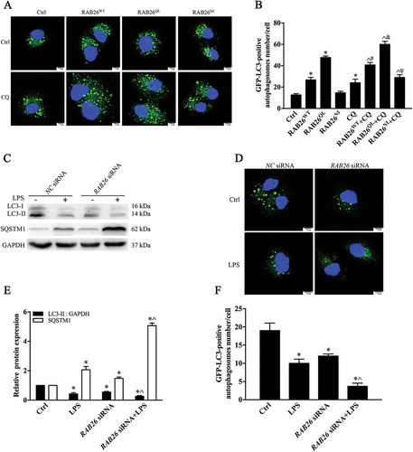 Figure 8. RAB26 promotion of autophagy in ECs depends on the GTP-bound form (a, b) After co-transfection of GFP-LC3-expressing cells with the plasmid expressing HA-tagged wild-type RAB26 (RAB26WT), or its mutants, HA-tagged RAB26Q123L (RAB26QL) and HA-tagged RAB26N177I (RAB26NI), HPMECs were incubated with or without CQ (20 μM) for 12 h. The formation of GFP-LC3 autophagosomes was detected using confocal microscopy, and at least 50 cells were counted in each experiment. *p < 0.01, compared with the control group. ^p < 0.01, compared with the RAB26WT group. &p < 0.01 compared with the RAB26QL group. #p < 0.01, compared with the RAB26NI group. (c) HPMECs were transfected with RAB26 siRNA and incubated with LPS for an additional 6 h. The levels of LC3 and SQSTM1 were detected by western blot. (d) Immunofluorescence images demonstrating the formation of autophagosomes. After co-transfection with RAB26 siRNA and a plasmid encoding GFP-LC3, HPMECs were incubated with or without LPS for 6 h. Scale bars: 7.5 μm. (e) Quantitative data of the indicated proteins normalized to GAPDH expression. * p < 0.01, compared with the indicated group. ^ p < 0.01versus the LPS group (n = 3). (f) The formation of GFP-LC3 autophagosomes was detected using confocal microscopy, and at least 50 cells were counted in each experiment. *p < 0.01, compared with the control group. ^p < 0.01, compared with the LPS group.