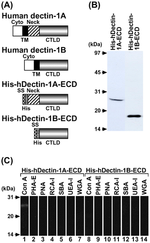 Fig. 1. Expression, Purification, and Lectin Blot Analysis of His-hDectin-1 Fusion Proteins.Note: (A) Schematic representation of structural domains of human dectin-1 and His-hDectin-1 fusion proteins. The domain organization is indicated by boxes, as follows: cytoplasmic domain (Cyto), transmembrane domain (TM), neck domain (Neck), and C-type lectin-like domain (CTLD).Citation3,6) SS and His represent signal sequence and His6, respectively. (B) The purified His-hDectin-1A-ECD and His-hDectin-1B-ECD were electrophoresed on a 12% SDS-polyacrylamide gel and then transferred to a nitrocellulose membrane. The membrane was stained with anti-His6 antibody. Molecular mass markers are shown to the left. (C) SDS-PAGE and blotting were done as described in B. The membrane was stained with lectins, as indicated. Lanes: 1 and 8, Con A; 2 and 9, PHA-E; 3 and 10, PNA; 4 and 11, RCA-I; 5 and 12, SBA; 6 and 13, UEA-I; 7 and 14, WGA.