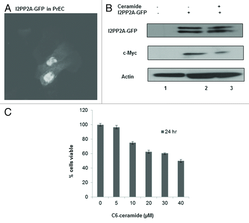 Figure 4. I2PP2A induces c-Myc expression in normal prostate epithelial cells, and ceramide inhibits I2PP2A function. (A) I2PP2A-GFP was overexpressed in PrEC cells; following that cells were treated with or without 10 µM ceramide for 48 h. (B) c-Myc induction and the effect on c-Myc expression of ceramide treatment was examined by western blot analysis. (C) I2PP2A-GFP was overexpressed in PrEC cells; following that cells were treated with 0 to 40 µM ceramide for 24 h. Cell viability was determined using Trypan blue.