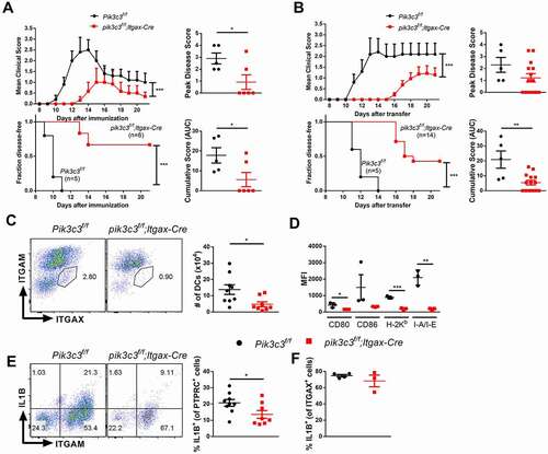 Figure 2. Pik3c3-deficiency attenuates incidence and severity of EAE. (A) EAE induced by active immunization with MOG35-55 peptide. (B) EAE induced by adoptive transfer of myelin-specific T cells. Results show one experiment that is representative of three independent experiments. (C) Flow cytometric analysis of DCs in the brain of pik3c3f/f;Itgax-Cre mice at 14 days after EAE induction. Results from three independent experiments were pooled. (D) CNS leukocytes were prepared from mice, stained with anti-ITGAX, -ITGAM, -CD80, -CD86, -H-2Kb, and I-A/-E antibodies, and analyzed by flow cytometry. Results show one experiment that is representative of three independent experiments. (E) IL1B production by CNS leukocytes. Cells were isolated from the CNS and IL1B-producing ITGAM+ cells were assessed by flow cytometry. Results from two independent experiments were pooled. (F) IL1B production by ITGAX+ cells in the CNS. Results show one experiment that is representative of two independent experiments. The data shown are the average ± SEM. *p < 0.05, **p < 0.01, ***p < 0.001.