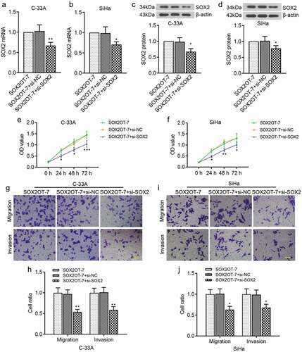Figure 7. SOX2 was involved in the regulation of cervical cancer cell proliferation, migration and invasion by SOX2OT-7. (a–b) qRT-PCR analysis was performed to measure SOX2 mRNA level in C-33A and SiHa cells. (c–d) Western blot assay was used to examine SOX2 protein level in C-33A and SiHa cells. (e–f) CCK-8 assay was applied to detect the viability of C-33A and SiHa cells. (g–j) Transwell assay was used to assess the migratory and invasive ability of C-33A and SiHa cells. *p < 0.05, **p < 0.01, ***p < 0.001, compared to SOX2OT-7+ si-NC cells.
