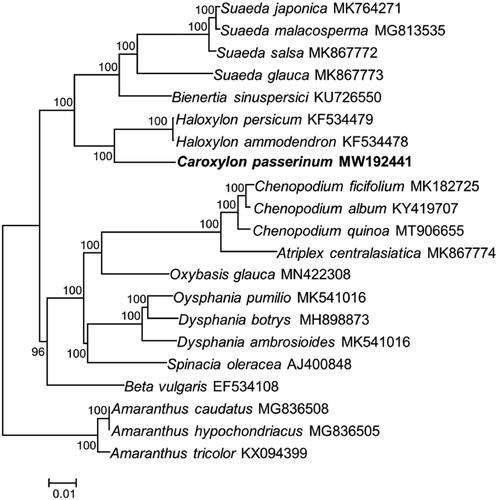 Figure 1. Molecular phylogeny of Chenopodiaceae using chloroplast genomes of 21 species including three species from Amaranthaceae as complex outgroup. Bootstrap values are based on 1000 replicates. The numbers on branches are bootstrap support values.