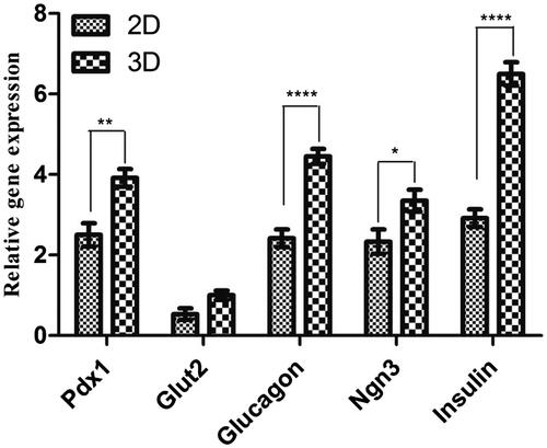 Figure 4. Relative gene expression in end stage derived IPCs. The expression levels of pancreatic transcription factors such as Pdx1, Ngn3, insulin, glucagon and Glut2 were analyzed in each group of differentiation into IPCs. Gene transcripts of 3 D group are compared with the 2 D group. Relative levels of gene expression were normalized to the human β2M. The values in each graph are represented as mean ± SD. *p < .05, **p < .01 and ****p < .0001.