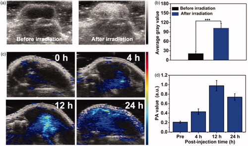 Figure 6. (a) In vivo B-mode US images and (b) the corresponding gray values of PC3 tumor injected with PFP@MPDA-DOX before and after NIR laser irradiation 24 h post-injection. (c) PA images and (d) the mean PA signal intensity of PC3 tumor-bearing mice pre- and post-intravenous injection of PFP@MPDA-DOX NPs at different time points (4, 12, and 24 h).