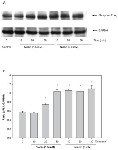 Figure 7 Niacin induces cPLA2 activation in THP-1 macrophages.