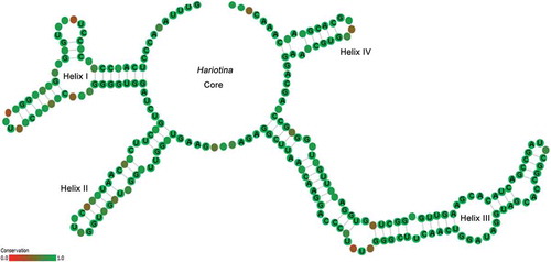 Fig. 31. Consensus ITS2 secondary structure model of Hariotina. Sites with high variability indicated in red