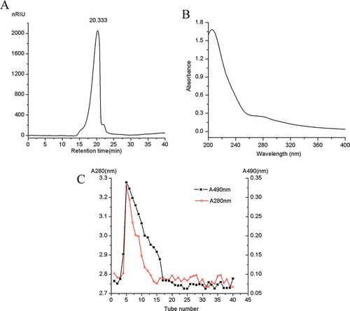 Figure 1. Extraction and characterizations of SHDPs produced by H. dulcis. (A) The HPLC spectrum of SHDPs; (B) UV spectra of SHDPs; (C) DEAE-cellulose chromatography of polysaccharide from spent H. dulcis.