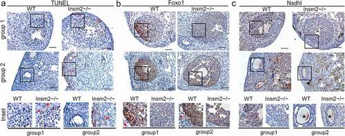 Figure 5. Insm2 deletion results in increased apoptosis and abnormal expression of Foxo1 and Nsdhl. (a) The images from 8-wk-old WT and Insm2−/− mice show apoptotic signal in the corpus luteum and primary follicle. (b) Foxo1 and (c) Nsdhl expression was downregulated by Insm2 knockout. Red triangles indicate the positive staining. Solid box indicates the location of the higher magnification images in the lower panels. Asterisk indicates nonspecific staining. Scale bars = 50 μm. Three samples per genotype were analyzed in each experiment.