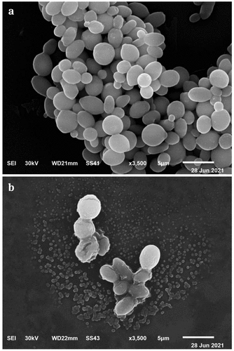 Figure 9. Scanning electron micrograph showing mode of action of CS-MC-GIC-4 against PDR Candida albicans SYN-01. Control cells (a) and treated cells (b).