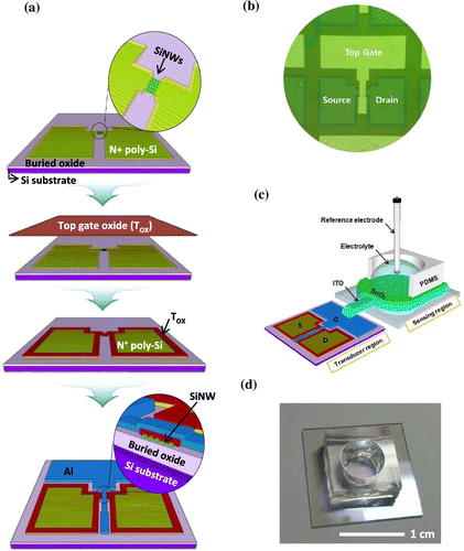 Figure 2. (a) Fabrication process flow diagram for nanoimprinted SiNW FETs. (b) Optical microscope image of the fabricated SiNW FETs. (c) Schematic of SiNW FET-based sensor with disposable sensing region. (d) Photograph of the sensing region of FET-based sensor.