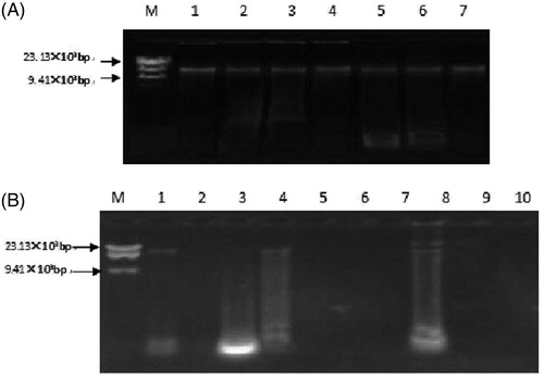 Figure 1. Agarose gel electrophoresis of mitochondrial DNA extracted from Testudinis Carapax et Plastrum, counterfeits and commercially available shells with salting-out method. (A) M: Marker; 1: Testudinis Carapax et Plastrum; 2: Ocadia sinensis; 3: Indotestudo elongate; 4: Graptemys geographica; 5: Trachemys scripta; 6: Manouria impressa; 7: Notochely splatynota. (B) M: marker; 1–8: Commercially available shells, A1–A8.