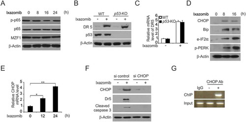 Figure 4. CHOP-mediated ixazomib-induced DR5 expression. (A) HCT116 cells were treated with 10 μmol/L ixazomib at indicated time point. Indicated protein expression was analyzed by western blotting. (B) WT and p53-KO HCT116 cells were treated with 10 μmol/L ixazomib for 24 hours. DR5 and p53 were analyzed by Western blotting. (C) WT and p53-KO HCT116 cells were treated with 10 μmol/L ixazomib for 24 hours. DR5 mRNA level was analyzed by Real-time PCR. (D) HCT116 cells were treated with 10 μmol/L ixazomib at indicated time point. Indicated protein expression was analyzed by western blotting. (E) HCT116 cells were treated with 10μmol/L ixazomib at indicated time point. CHOP mRNA level was analyzed by real-time PCR. (F) HCT116 cells transfected with si control or si CHOP were treated with 10 μmol/L ixazomib for 24 hours. CHOP, DR5 and cleaved caspase 3 were analyzed by western blotting. (G) Chromatin immunoprecipitation (ChIP) was performed using anti-CHOP antibody on HCT116 cells following ixazomib treatment for 12 hours. ChIP with the control IgG was used as a control. PCR was carried out using primers surrounding the CHOP binding sites in the DR5 promoter. Results in (C) were expressed as means ± SD of 3 independent experiments. **, P < 0.01; *, P < 0.05.