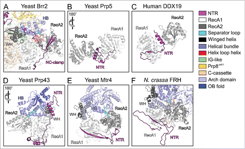 Figure 3. Comparison of the N-terminal extensions of various SF2 helicases. Structures were spatially aligned with respect to their RecA1 domains. (A) Truncated yeast Brr2-Jab1 (PDB ID 5M5P).Citation56 (B) Yeast Prp5 (PDB ID 4LYJ).Citation76 (C) Human DDX19 (PDB ID 3EWS).Citation77 (D) Yeast Prp43 (PDB ID 2XAU).Citation59 (E) Yeast Mtr4 (PDB ID 4QU4).Citation70 (F) N. crassa FRH bound to ADP (PDB ID 5E02).Citation78 The color code for the various domains and regions is indicated on the right. Rotation symbols indicate views relative to panel (A).