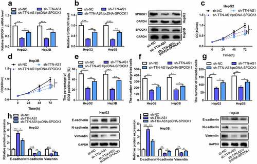 Figure 4. Overexpression of SPOCK1 could reverse the effects of knocking down TTN-AS1 on the proliferation, migration, invasion, and EMT of HCC cells