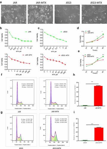 Figure 1. Evaluation of JAR and JEG3 cells with acquired resistance to MTX. (a) The cell morphology of MTX-resistant JAR, JEG3 and original cells under an inverted microscope. (b and c): The survival of JAR and JAR-MTX(b), JEG3 and JEG3-MTX(c) at various concentrations of methotrexate analyzed by CCK-8 assays. (d and e): Cell proliferation of JAR and JAR-MTX(d), JEG3 and JEG3-MTX(e) was determined by CCK-8 assay. F and G: Cell cycle of JAR and JAR-MTX(f), JEG3 and JEG3-MTX(g) was determined by flow cytometry analysis. H and I: The expression of multidrug resistance gene 1(MDR1) was detected by qRT-PCR in JAR and JAR-MTX(h), JEG3 and JEG3-MTX(i). Data are expressed as mean ± SD from at least three independent experiments. ** P < 0.01, *** P < 0.001.