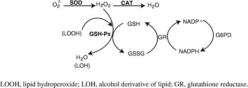 Figure 5 The interrelationships between antioxidant enzymes in detoxification of reactive oxygen species.