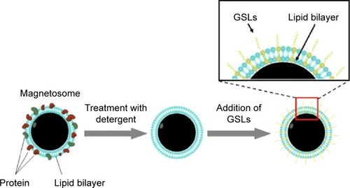 Figure 1 Technique (schematic) for synthesis of ganglioside-magnetosome complex.Abbreviation: GSLs, Glycosphingolipids.