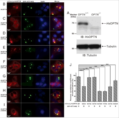 Figure 6. The specific interaction between the OPTN UBAN domain and ubiquitin is required for the cellular colocalization of OPTN and HTT-polyQ aggregates in transfected HeLa cells. (A) Western blot analyses of OPTN expression in the wild-type HeLa cells and OPTN−/− Hela cells generated by the CRISPR/Cas9 system. The anti-tubulin analysis is used as the input assay. (B to I) Cotransfection of GFP-HTT140Q with different OPTN variants in OPTN−/− HeLa cells, after 48 h, the cell images containing GFP-positive puncta were captured using a Leica microscope equipped with LAS X software system, and the nuclei were shown by staining with DAPI. Scale bar: 10 µm. In this assay, when cotransfected, the wild-type OPTN colocalizes very well with the GFP-HTT140Q aggregate clusters in the cytosol (B). The I463S mutant of OPTN, which displays a decreased binding ability with DiUb(M1) in vitro, shows a dramatically reduced colocalization with the HTT140Q puncta in cells (C). The S473A mutant that is unable to be phosphorylated on the UBAN domain colocalizes well with the HTT140Q aggregates (D). The phosphomimetic S473E mutant of OPTN that displays an enhanced binding ability to different ubiquitin proteins in vitro, also colocalizes very well with the HTT140Q clusters (E). The D474R (F), F475A (G) and the ALS-related E478G mutations of OPTN (H), which would totally abolish the interaction between OPTN UBAN and DiUb(M1) in vitro, largely abrogate the colocalization of OPTN with the HTT140Q puncta. The JOAG-associated H486R mutant of OPTN, which shows a decreased binding affinity to DiUb(M1), exhibits an obviously reduced colocalization with HTT140Q clusters (I). (J) Statistical results related to the colocalizations of the GFP-HTT140Q aggregates and the mCherry-tagged OPTN variants in the cotransfected OPTN−/− HeLa cells shown as a Pearson correlation. The Pearson correlation coefficient analysis was performed using the LAS X software based on a randomly selected region that roughly contains one cotransfected HeLa cell. The data represent mean±s.d. of >50 analyzed cells (selected regions) from 3 independent experiments. The unpaired Student t test analysis was used to define a statistically significant difference, and the stars indicate the significant differences between the indicated bars (***P<0.001) and n.s. stands for not significant.
