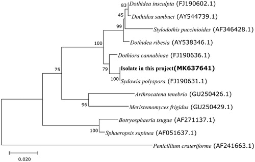 Figure 1. Phylogenetic tree of small subunit ribosomal RNAs with neighbor-joining approach. Numbers above branches show maximum-likelihood bootstrap supports from 1000 nonparametric replicates. The tree was rooted by Penicillium crateriforme (AF241663.1). The scale represents the number of substitutions per site. All positions containing gaps and missing data were eliminated. There were a total of 452 positions in the final dataset.