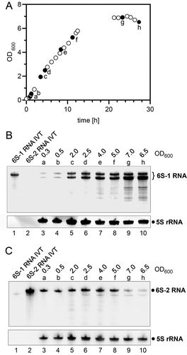 Figure 1. Expression of the two 6S RNAs in the undomesticated B. subtilis strain NCIB 3610. (A) Representative growth curve in LB medium at 37°C. Filled dots represent growth points at which samples were withdrawn for total RNA extraction (a-h). (B, C) Expression of 6S-1 RNA (B) and 6S-2 RNA (C) analysed by Northern hybridization using 5S rRNA as loading control. For each analysed time point of the growth curve (a to h, panel A), the OD600 value at cell withdrawal is also given above each lane. RNAs were separated by 12% denaturing PAGE. See Materials and Methods for more experimental details