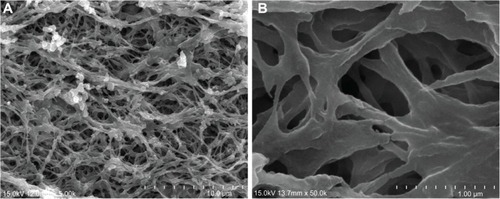 Figure 6 SEM images of an Fbg sheet reveal highly porous micro- and nanostructured networks (A and B shown at different magnifications).Abbreviations: Fbg, fibrinogen; SEM, scanning electron microscope.