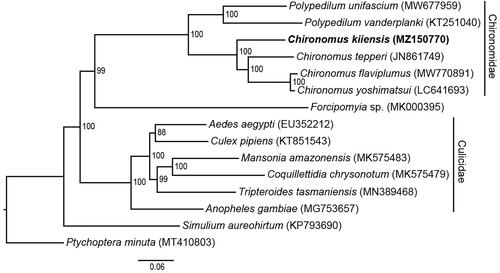 Figure 1. Maximum-likelihood (ML) phylogeny of 14 registered Culicomorpha mitogenomes including C. kiiensis, and Ptychoptera minuta as an outgroup based on the concatenated sequences of mitogenomic PCGs. The phylogenetic analysis was performed under GTR + I + G substitution model for 1000 bootstraps. The numbers at the nodes indicate the ML bootstrap values.