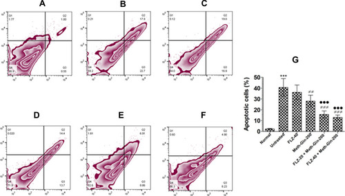 Figure 9 Flow cytometric analysis of apoptotic cells in the vaginal tissues from the mice of various treatment groups. A single cell suspension of the vaginal tissue was prepared and cells were stained by using Annexin V-FITC/PI apoptosis staining kit. (A) Normal control, (B) untreated infected, (C) FLZ-40 mg/kg, (D) Meth-Gin-200 mg/kg, (E) FLZ-20 mg/kg + Meth-Gin-200 mg/kg, (F) FLZ-40 mg/kg + Meth-Gin-200 mg/kg (G) % Apoptotic cells in various groups. A P value <0.05 was considered to be significant. ***(P<0.001) Infected control vs Normal control, ##P < 0.01 and ###P< 0.001, Infected group vs Treatment groups, ●●●P<0.001 FLZ-40 vs FLZ-20 + Meth-Gin or FLZ-40 + Meth-Gin. The data are represented as mean ± SD of two independent experiments.