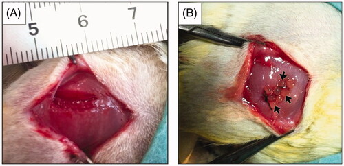 Figure 5. Macrographs showing (A) the created volumetric muscle loss of 8 × 4×4 mm3 at the rat biceps femoris muscle and (B) transplantation of fibrin microbeads into the VML site.