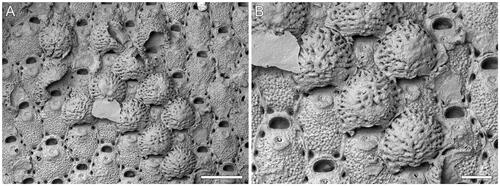 Figure 5. Microporella rusti Di Martino, Taylor, Gordon & Liow, Citation2017, GNS BZ 350, Nukumaruan, Pleistocene, Nukumaru Limestone Formation, Waiinu Beach, North Island, New Zealand. A, Group of autozooids, several ovicellate (scale bar = 500 µm). B, Close-up of ovicells (scale bar = 200 µm).