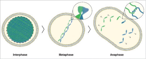 Figure 4. rDNA-UFB model. In interphase cells, DNA is uncondensed. As cells enter mitosis, the DNA begins to condense, with the exception of the rDNA. In metaphase cells, the condensed chromosomes are aligned at the equator of the cell. The zoomed image shows the rDNA where delayed condensation causes a delay in decatenation of any DNA entanglement that arose due to DNA replication or homologous recombination. In anaphase, this can lead to DNA bridging, as shown in the zoomed image of a catenated DNA bridge. Ongoing condensation, in combination with the tension building up on unresolved catenanes by the spindle pulling forces, allows efficient decatenation of any rDNA-UFBs during anaphase.