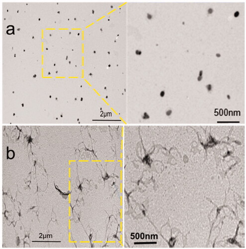 Figure 4. TEM images of L-EGCG-Mn NPs incubated with (a) pH 7.4 buffer solution and (b) pH 5.5 buffer solution.
