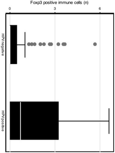 Figure 1. Boxplot with number of FoxP3-positive cells per high-power field in HPV-positive and negative samples.