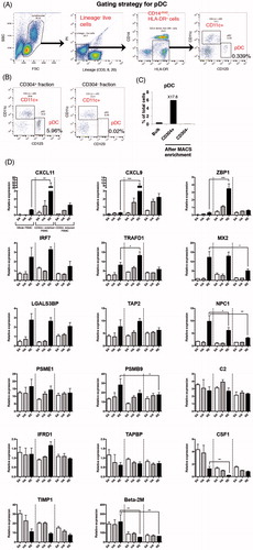 Figure 5. Effects of CD304+ cell enrichment on marker gene expression in PBMC. CD304+ cells were enriched using a magnetic-activated cell sorting (MACS) system. The frequency of CD304+ pDC was analyzed in MACS+ selected, negative selected, and non-MACS-treated cells. (A) Gating strategy for pDC in non-enriched PBMC [indicated as dot-plots]. MACS-treated cells are represented by (B) dot-plots and (C) frequencies. MACS+ selected, negative selected, and non-MACS-treated cells were stimulated with RE, HAv, or SA for 16 h, then collected and used for QGP assay to assess marker gene expression (D). QGP assays were conducted in triplicate. Data shown are means ± SD. *p < 0.01, **p < 0.01, and ***p < 0.001 vs. RE-stimulated whole PBMC group. Data represent expression levels relative to HRRT-1.