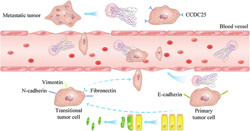 Figure 2 How NETs promote tumor metastasis.