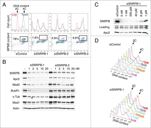 Figure 5. Different degrees of spliceosome depletion cause different cell cycle phenotypes. (A) Cell cycle analysis of HeLa cells transfected with the indicated siRNAs (5 nM). Top panel: Overlaid DNA content histograms obtained by flow cytometry using PI staining in the absence (Log) or presence of taxol (Tax)(15 h). Bottom panel: Quantification of mitotic cells in the taxol samples by PI and anti-MPM2 staining. Percentage of mitotic cells is indicated. (B) Western blots of total lysates from HeLa cells transfected with the indicated siRNAs at the indicated concentrations. Samples were taken at 48 h after transfection and blotted with the indicated antibodies. (C-D) HeLa cells were transfected with the indicated siRNAs at the indicated concentrations. Samples were taken at 48 h after transfection and analyzed by Western blotting (C) or flow cytometry using PI (D).