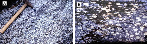 Figure 7. Vistas Granite. A. Typical coarse-grained, slightly deformed variety (N68.077075°/E18.542358°). B. A widespread protomylonitic variety of the Vistas Granite (N68.077592°/E18.561136°). Most of the porphyroclasts are Carlsbad twins, some mantled, with their twin planes subparallel to the mylonitic foliation.